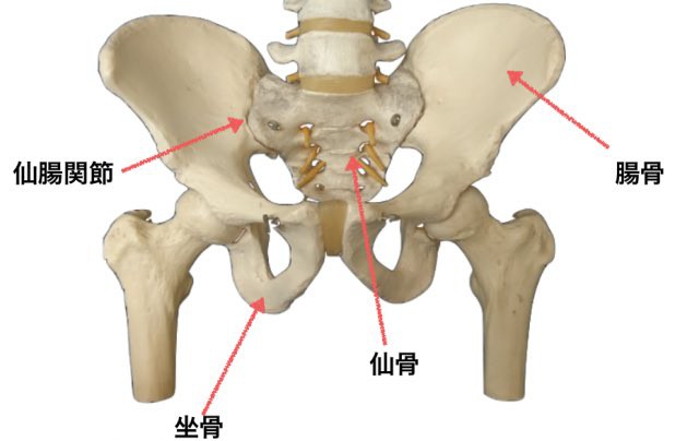 骨盤のゆがみとは?