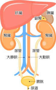 内臓疲労からの肩こり、肝臓