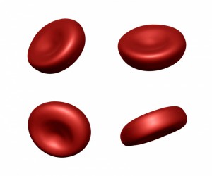 内臓疲労からの肩こり、腎臓は赤血球を作っている