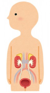 水戸の整体　水分不足の問題　尿と腎臓の関係