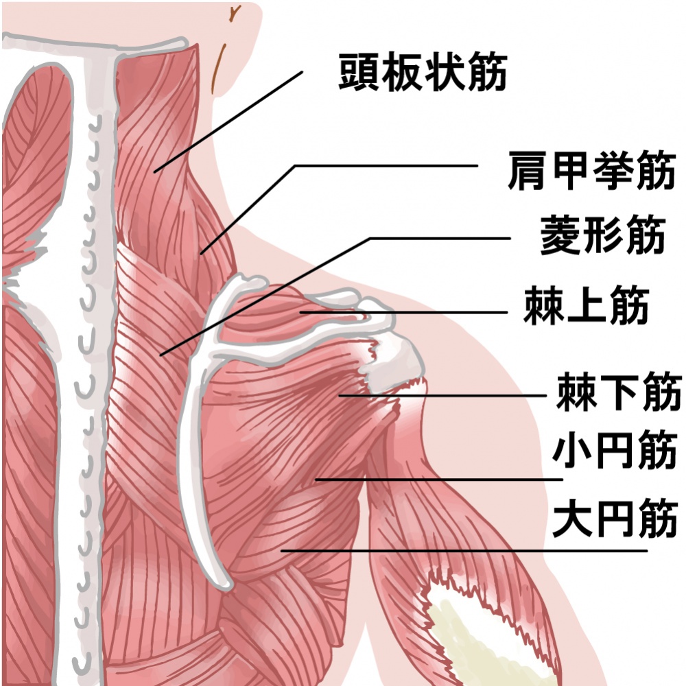 四十肩・五十肩に関連する筋肉