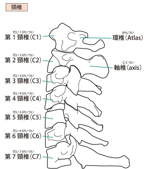 そもそも頚椎症ってどういうもの？