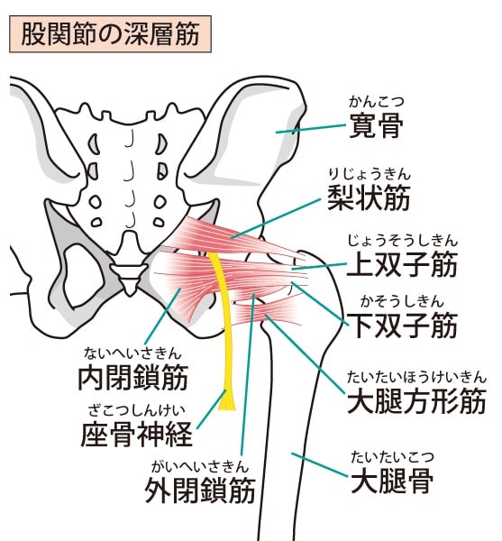 足のしびれは神経を圧迫