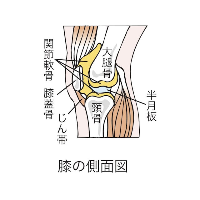 鵞足炎になってしまう原因