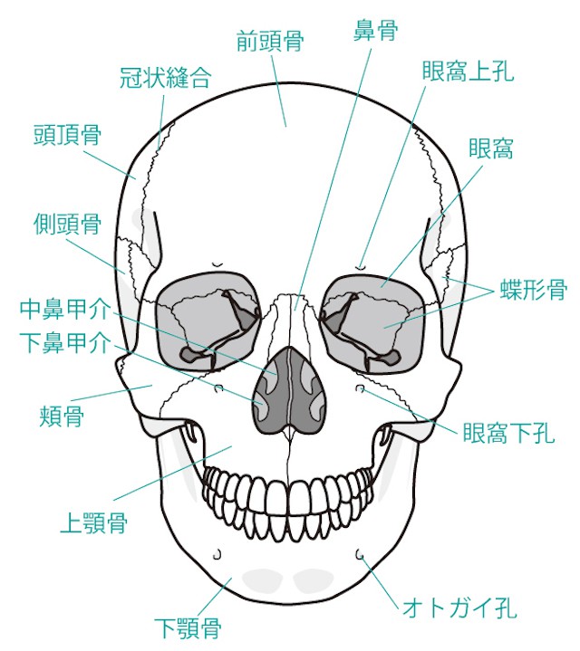 顎関節　症状　顎周り