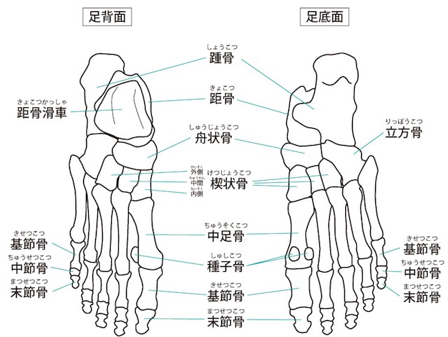 モートン病の原因とは？