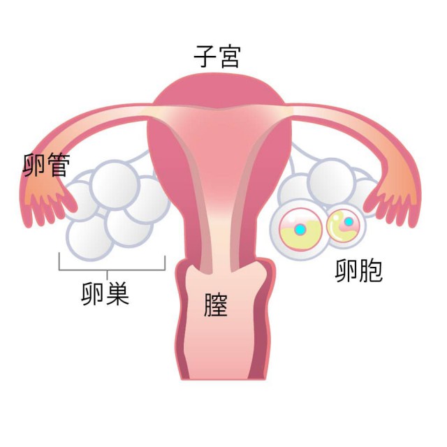 月経前症候群（PMS）になってしまう原因は？