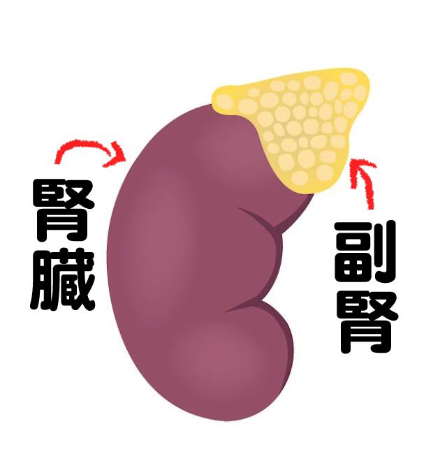 副腎疲労症候群とは一体なんだろう？